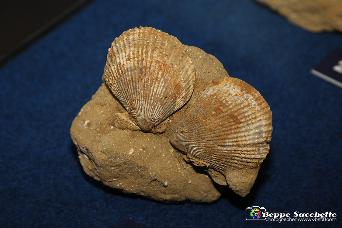 VBS_9548 - Museo Paleontologico - Asti.jpg